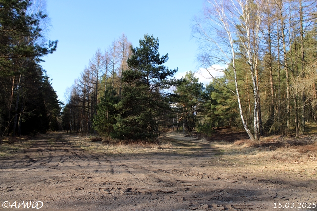 Weg in Richtung Wanderparkplatz Queloh und Lutterloh
